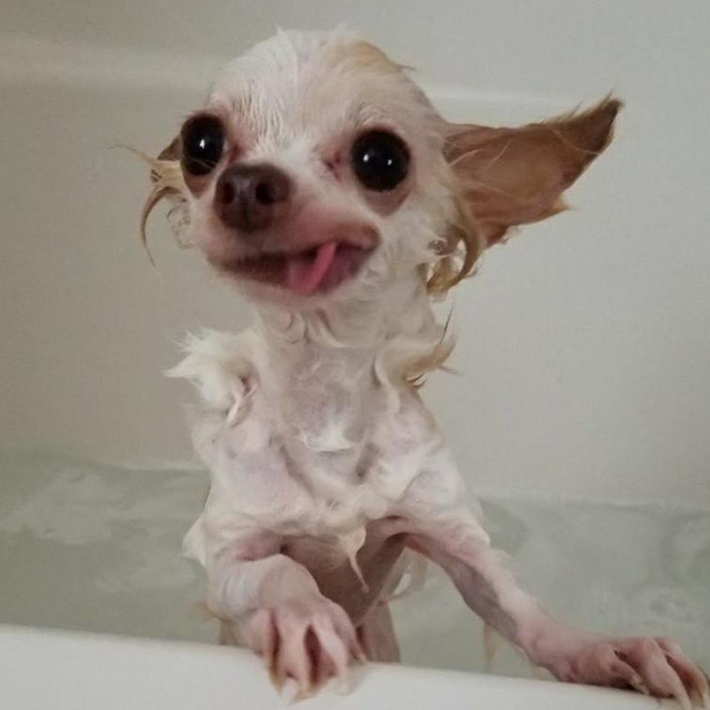 Meet your Posher, Angela